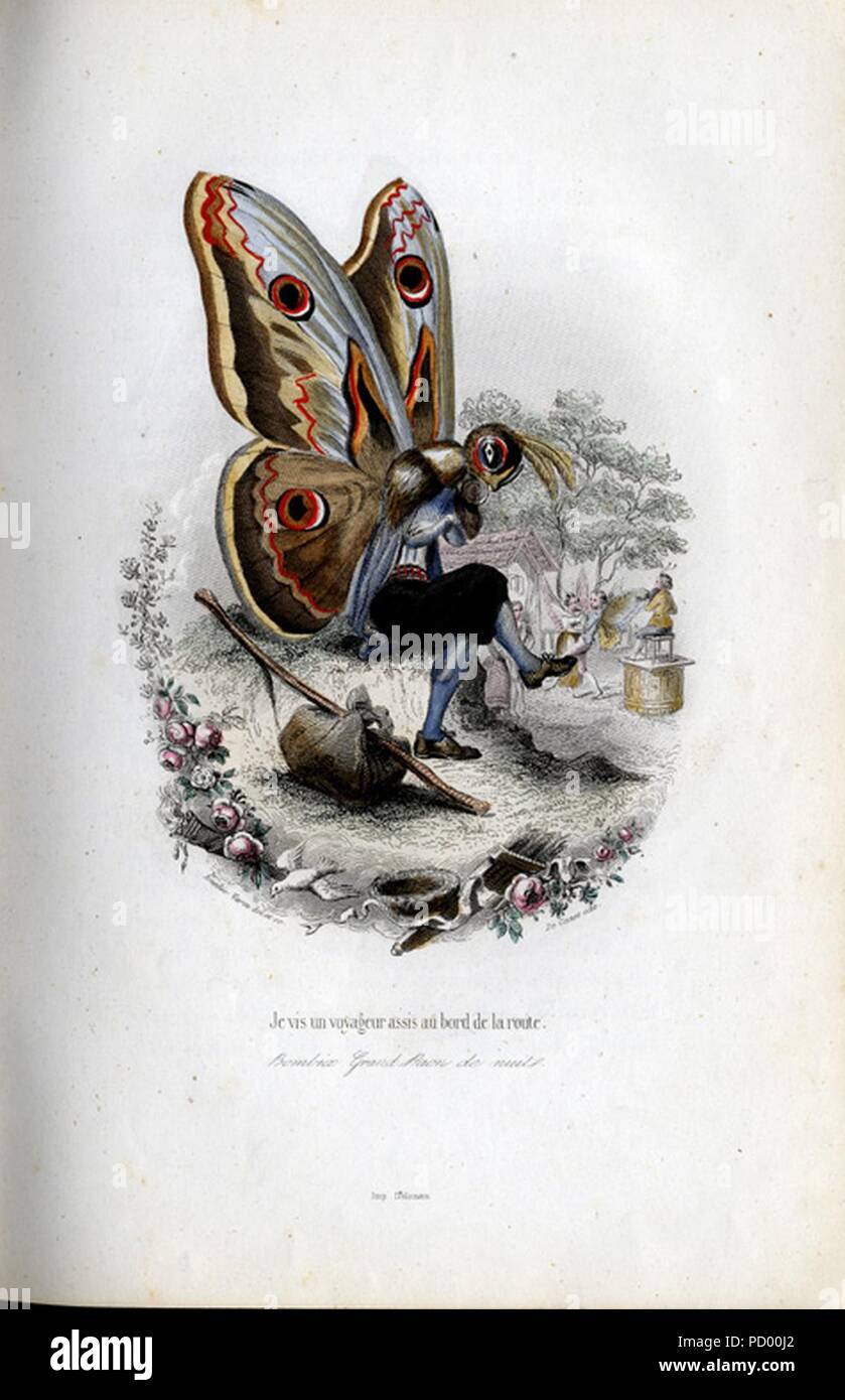 Amédée Varin Papillons 1 Stock Photo Alamy