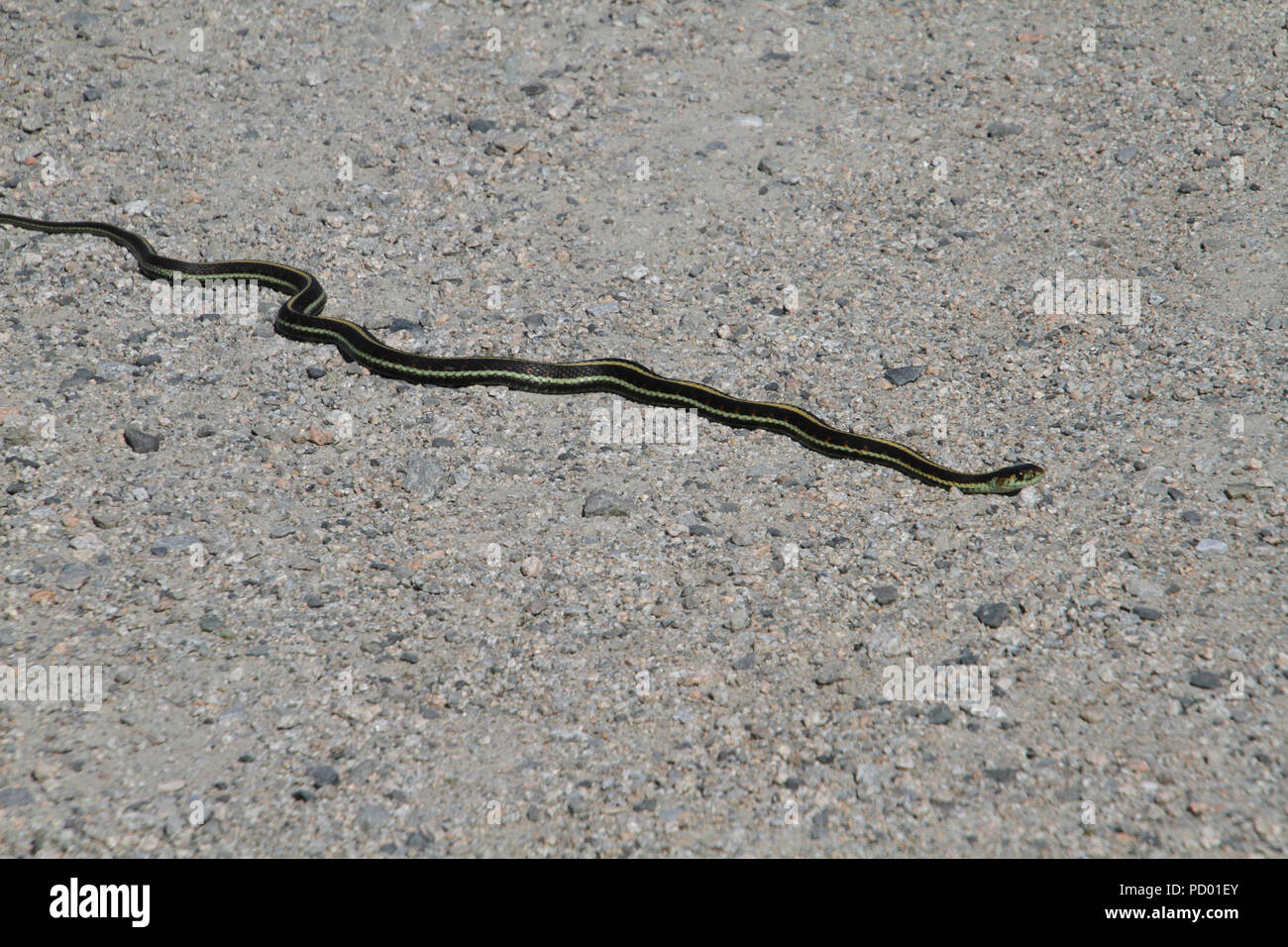 A garter snake on a fine gravel trail in the sun.  The snake is sideways to the camera and there is little or no shadow.  The snake is green with yell Stock Photo