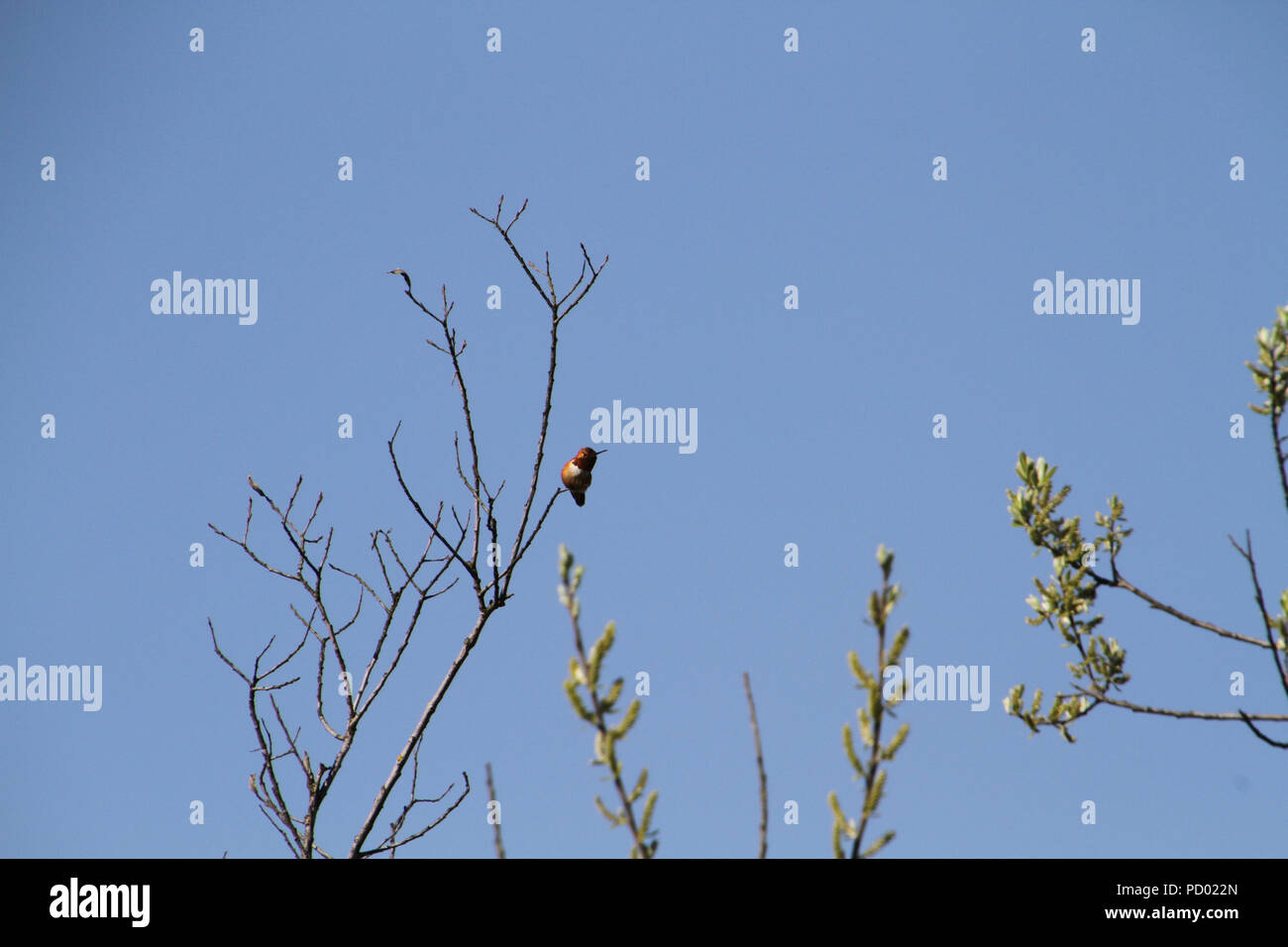 A rufus hummingbird perched on a branch with a cloudless blue sky in ...