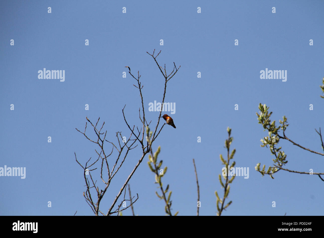 A rufus hummingbird perched on a branch with a cloudless blue sky in ...