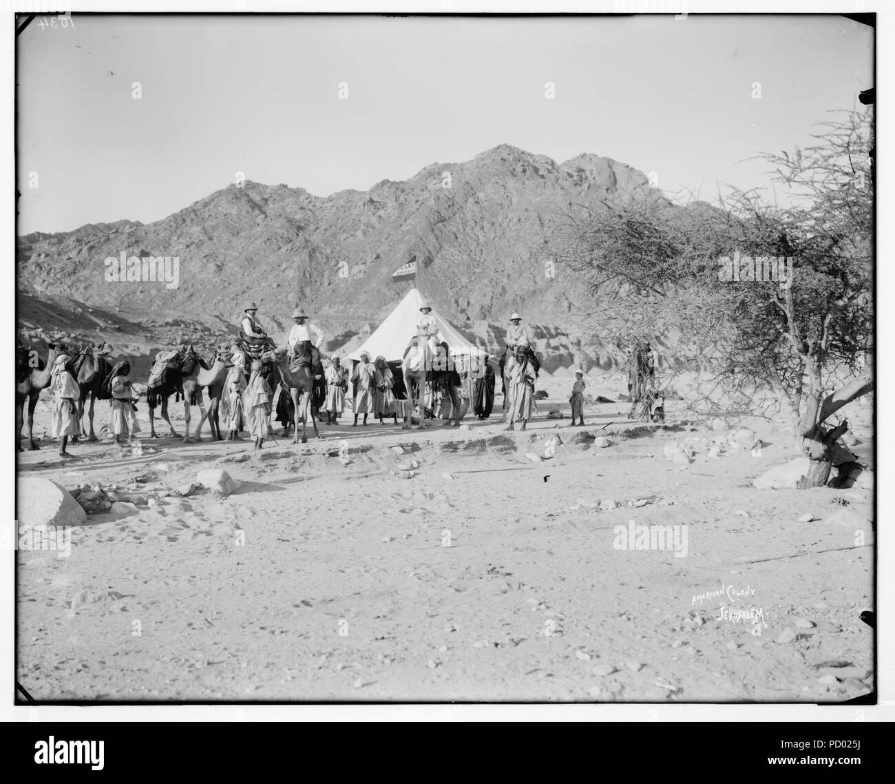 American Colony Photo Dept. expedition camp in the Sinai, Lewis Larsson on camel directly in front of tent Stock Photo