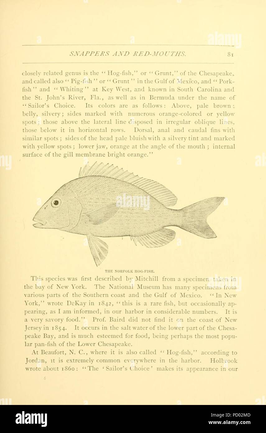 American fishes (Page 81, Figure- Norfolk dog-fish) Stock Photo