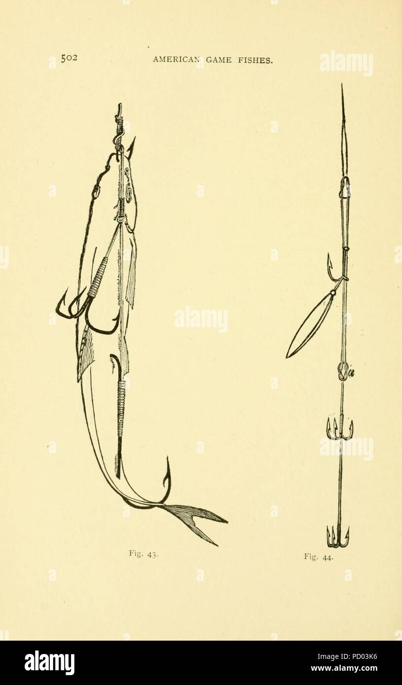 American game fishes (Page 502, Figs. 43-44) Stock Photo