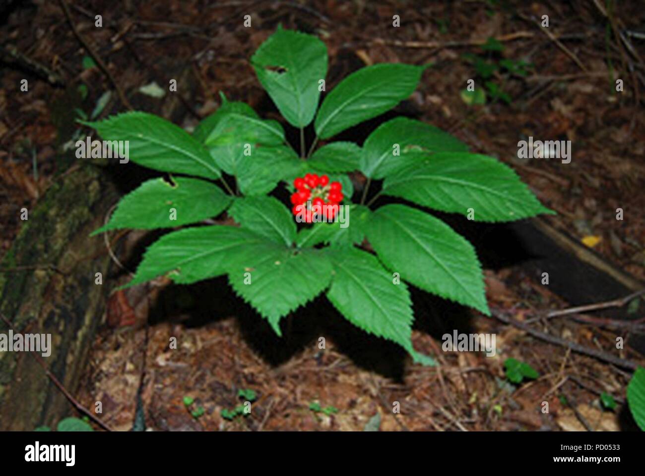 American Ginseng Stock Photos & American Ginseng Stock Images - Alamy