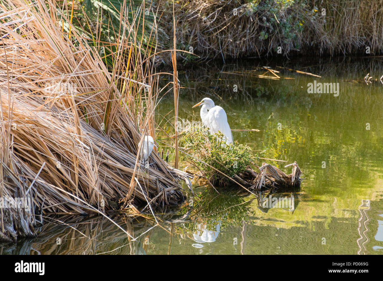 White Great Egret & Baby Chick at Phoenix Zoo Stock Photo