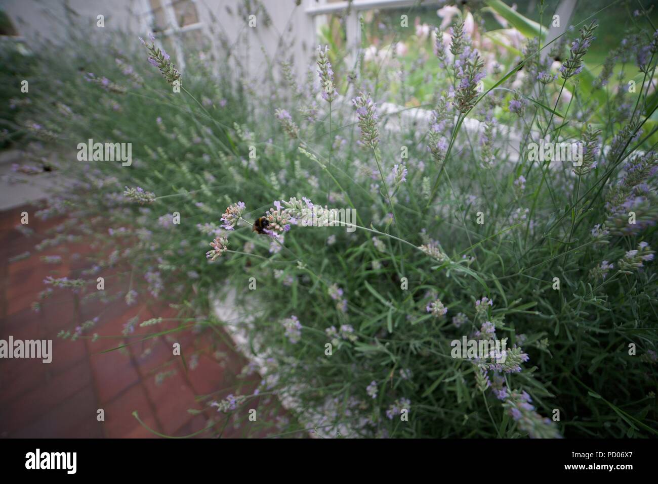 Bumblebees on lavender flowers in a greenhouse (Lavandula) Stock Photo