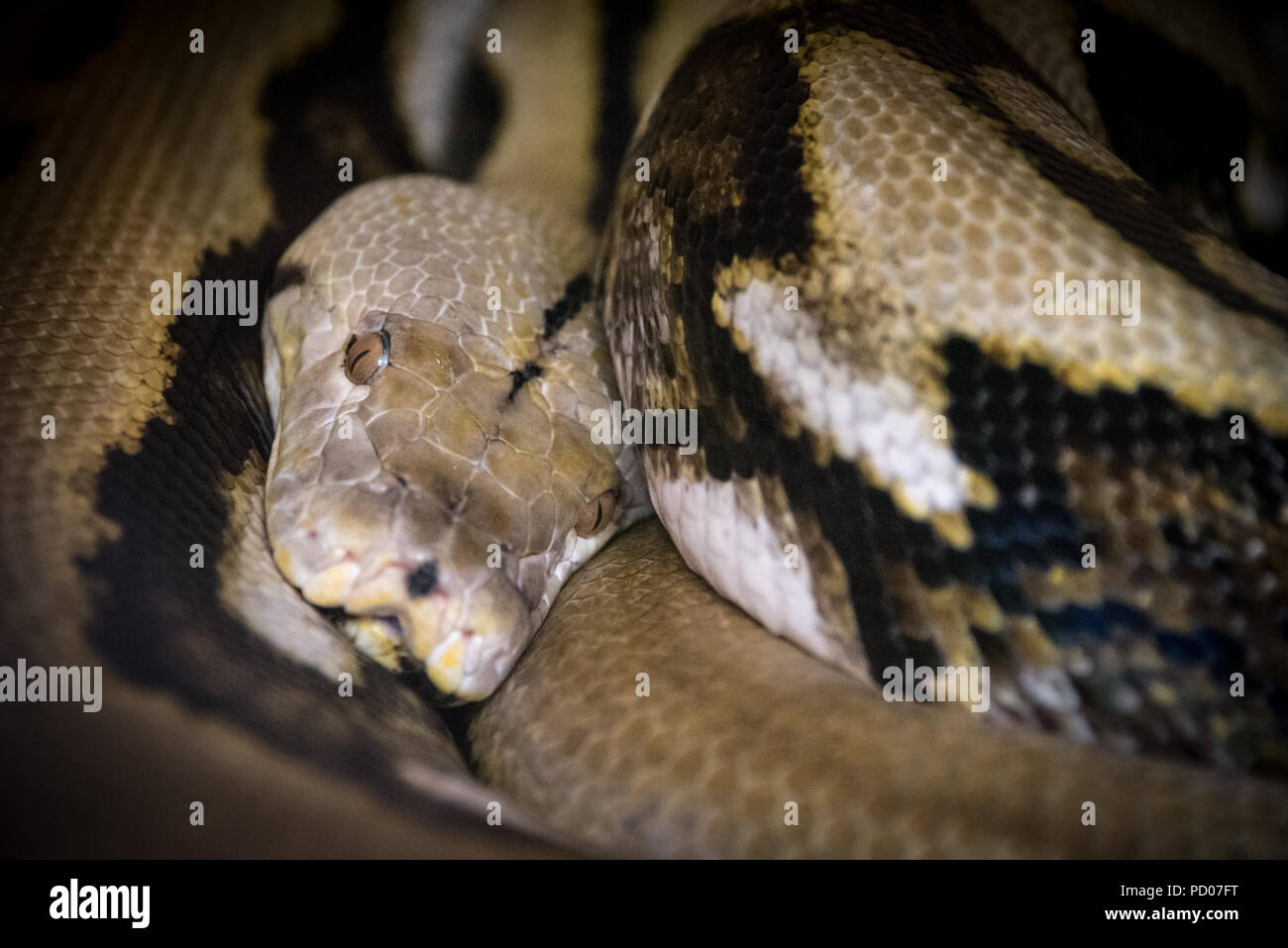 Reticulated python at St. Augustine Alligator Farm Zoological Park in ...