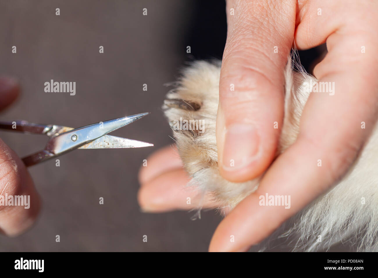 Nail care with a scissor on a dog paw Stock Photo
