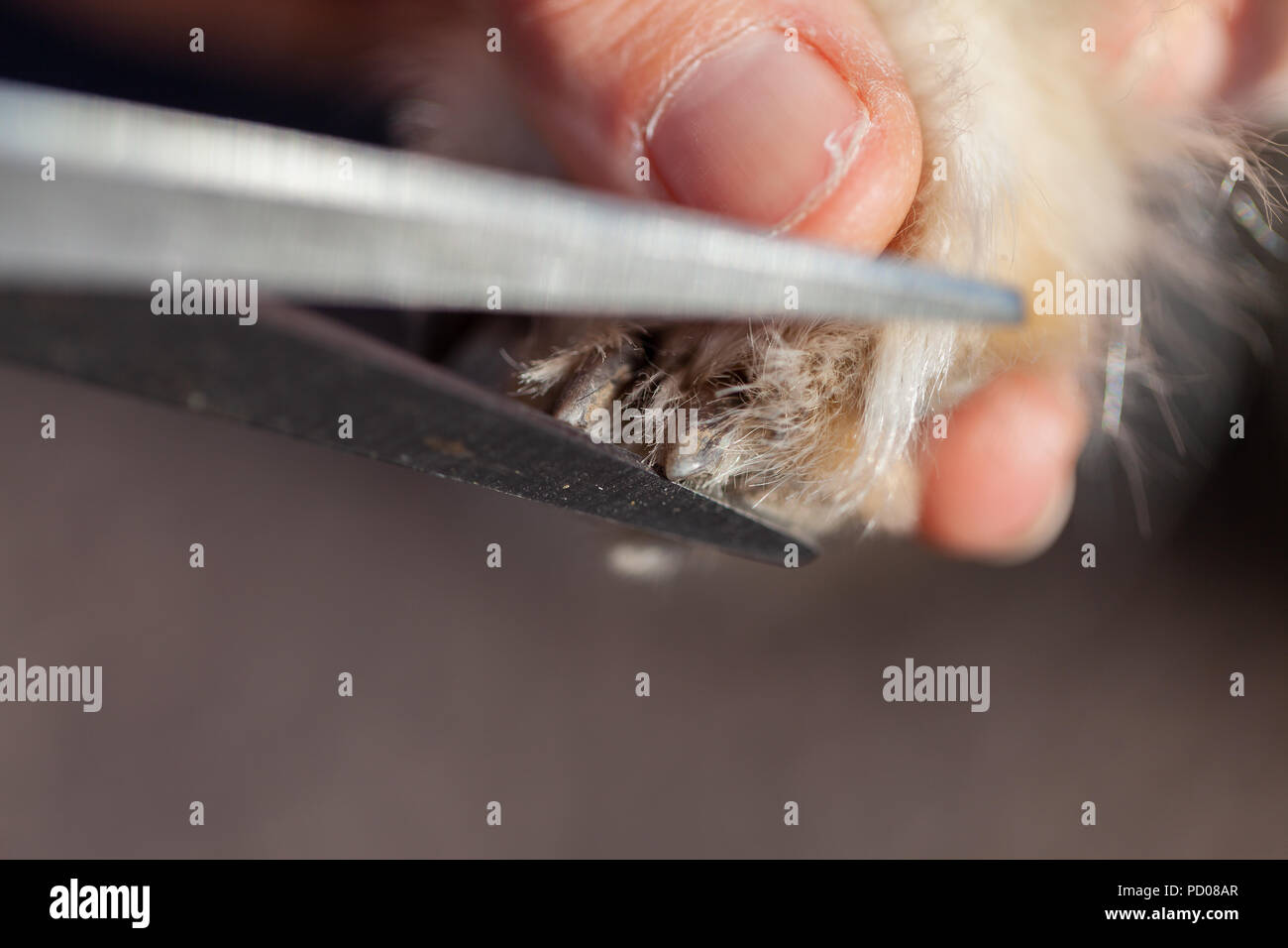 Nail care with a scissor on a dog paw Stock Photo Alamy