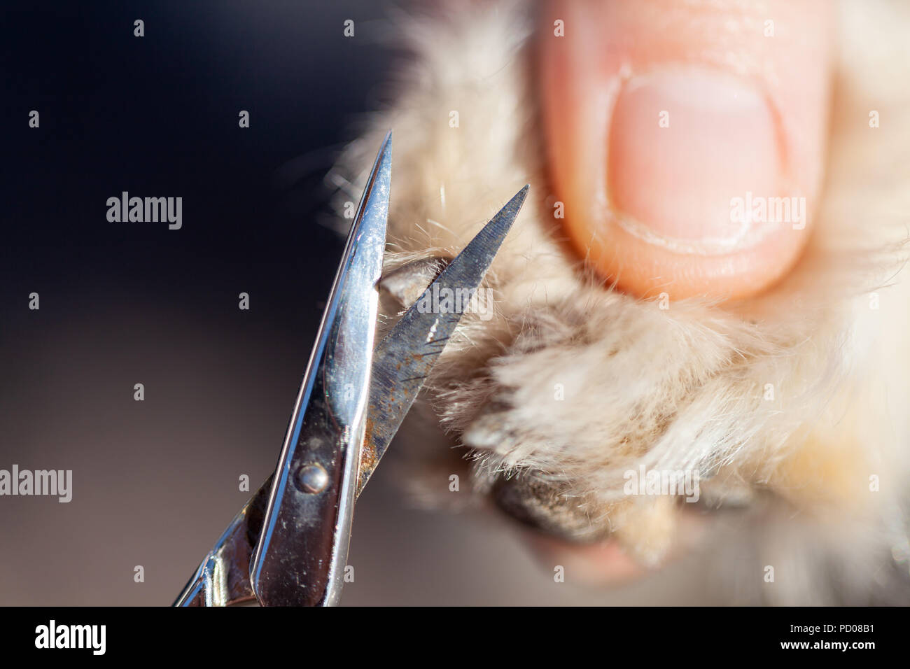 Nail care with a scissor on a dog paw Stock Photo