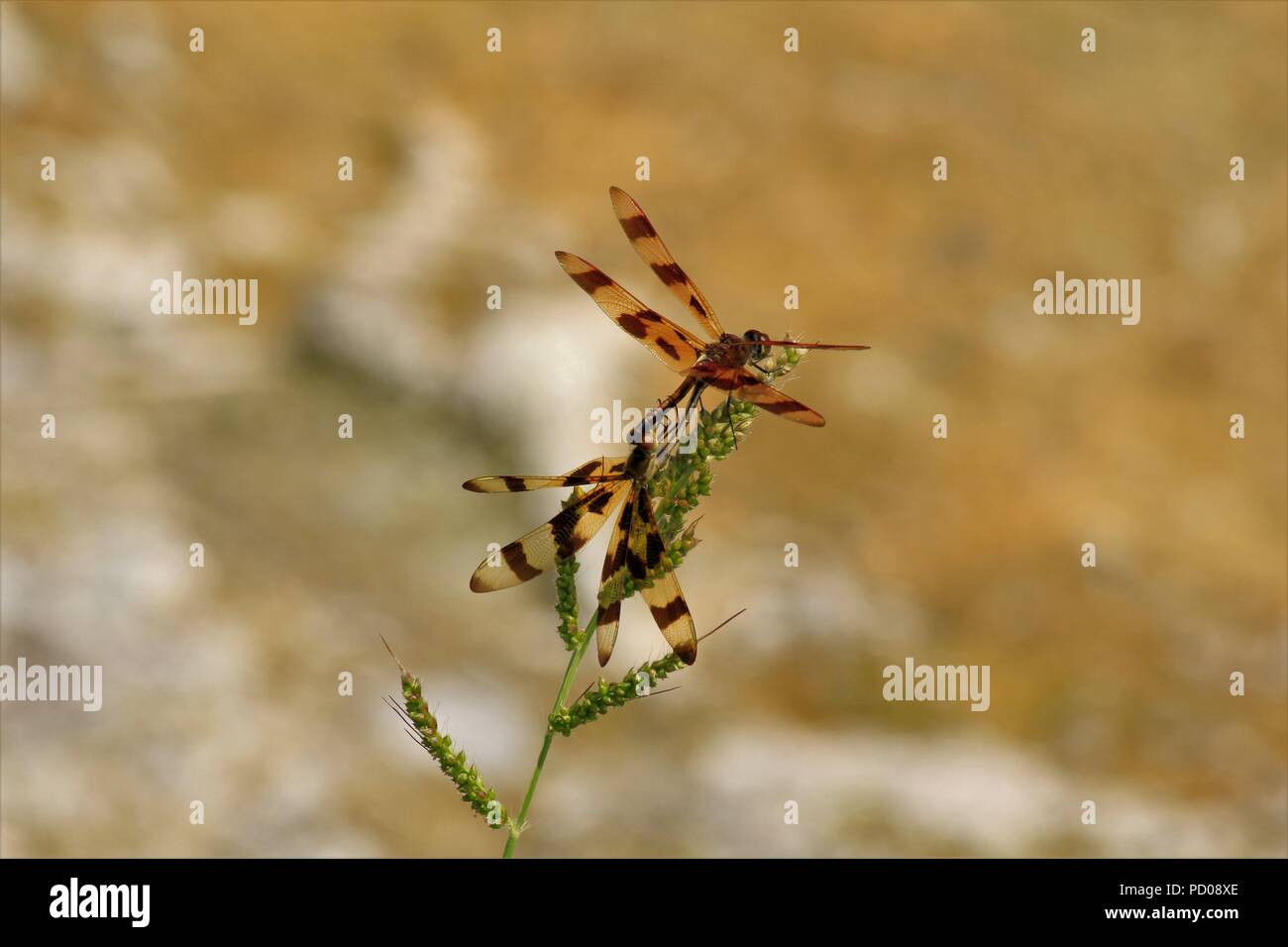 Dragon Flies bright and colorful sitting on a green weed closeup. (Anisoptera) Stock Photo