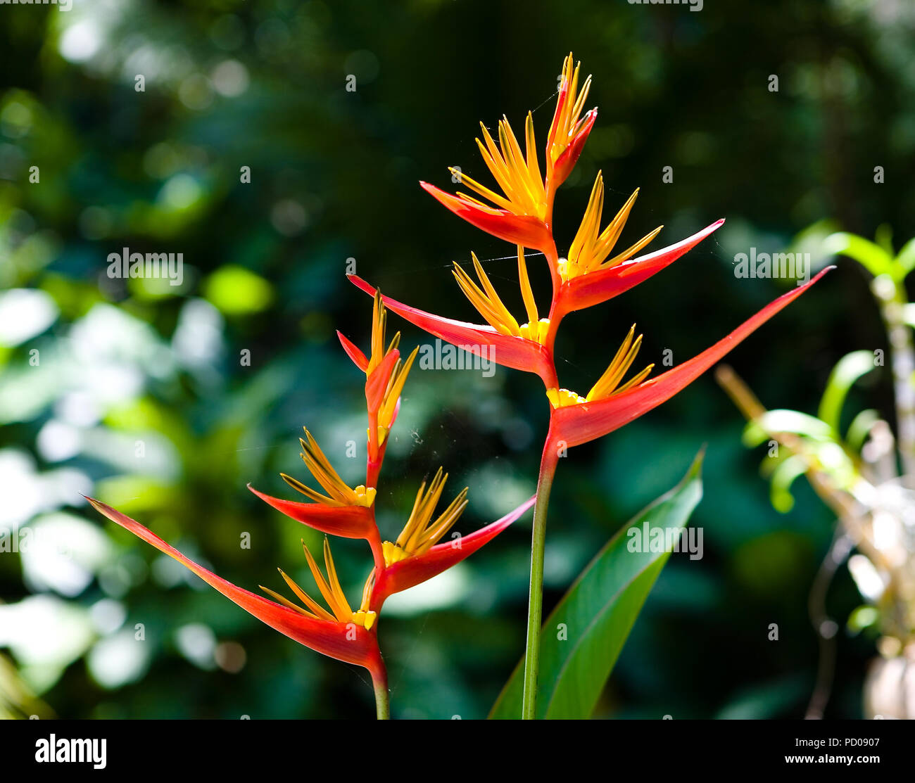 Red tropical flowers hi-res stock photography and images - Alamy, image size:1300x1113