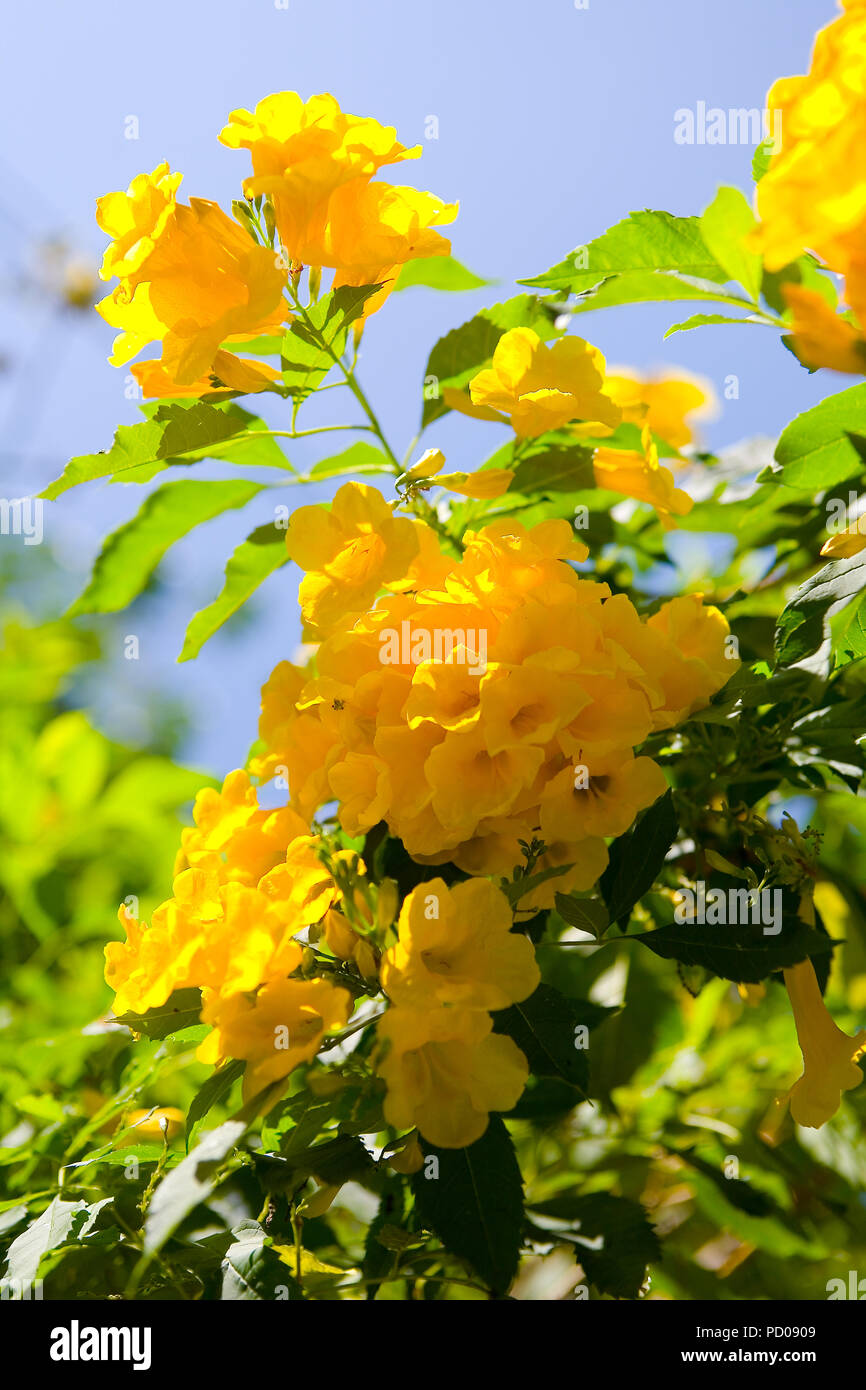 Beautiful exotic yellow flowers against the blue sky. The nature of Thailand. Stock Photo