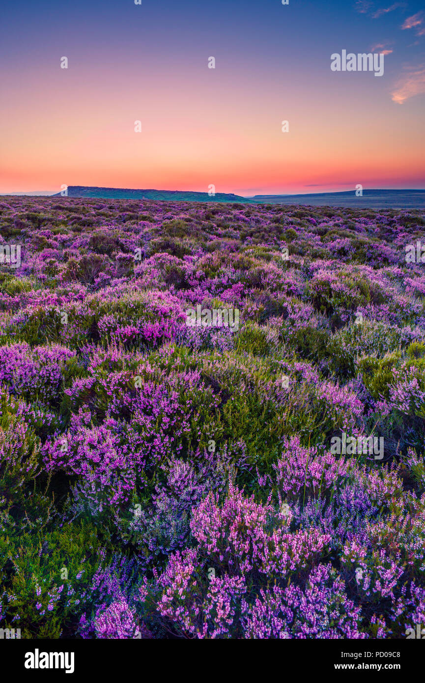 Sunset over Derbyshire heather moorland. Stock Photo