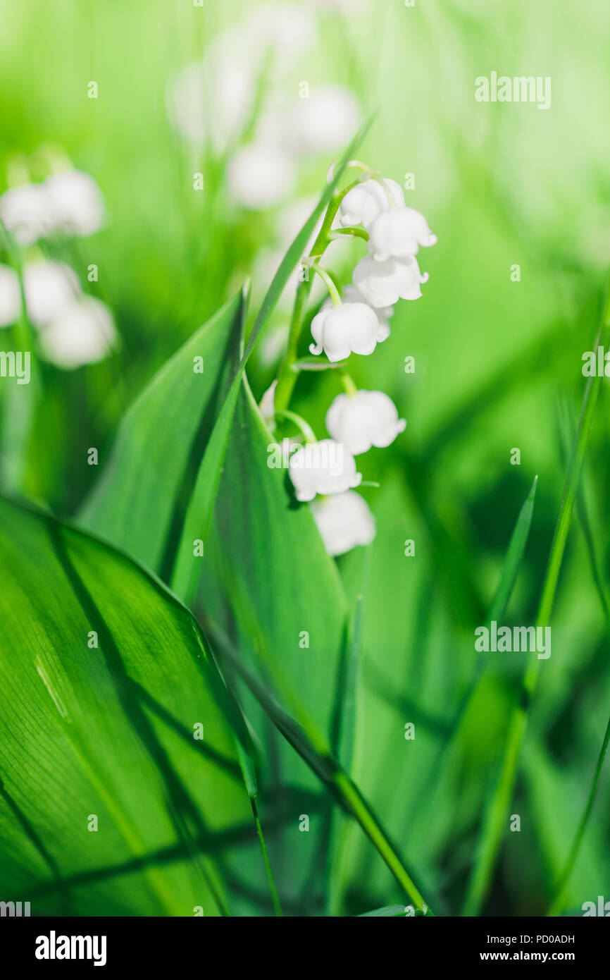 Soft photography as macro hi-res stock photography and images - Alamy