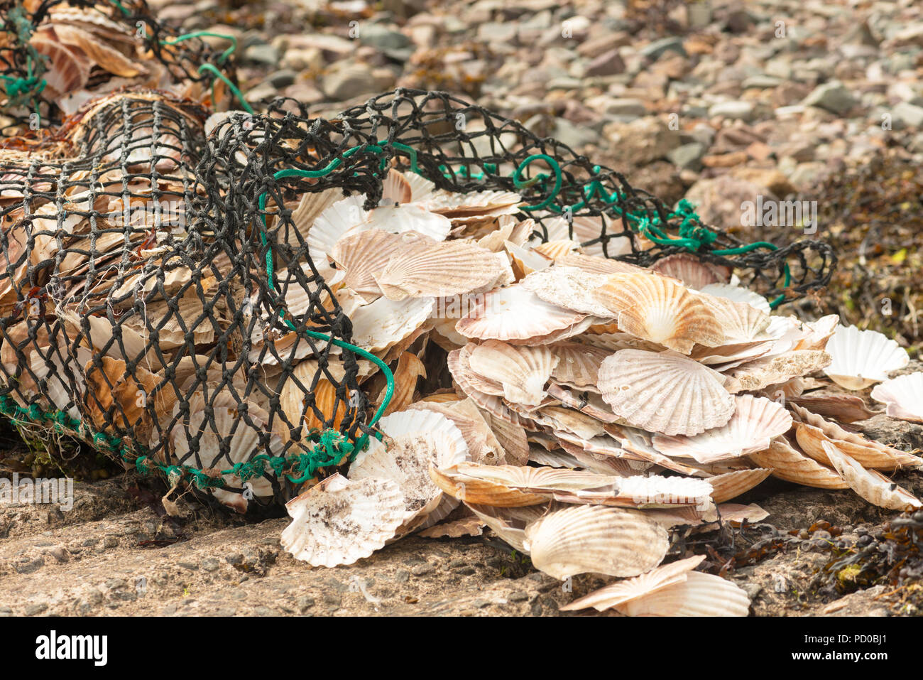 Clam shells discarded by commercial fishermen Stock Photo