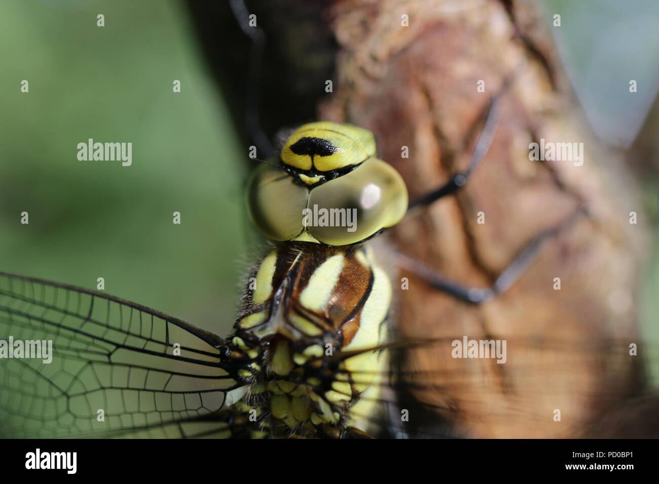 Emperor Dragonfly, Anax imperator Stock Photo
