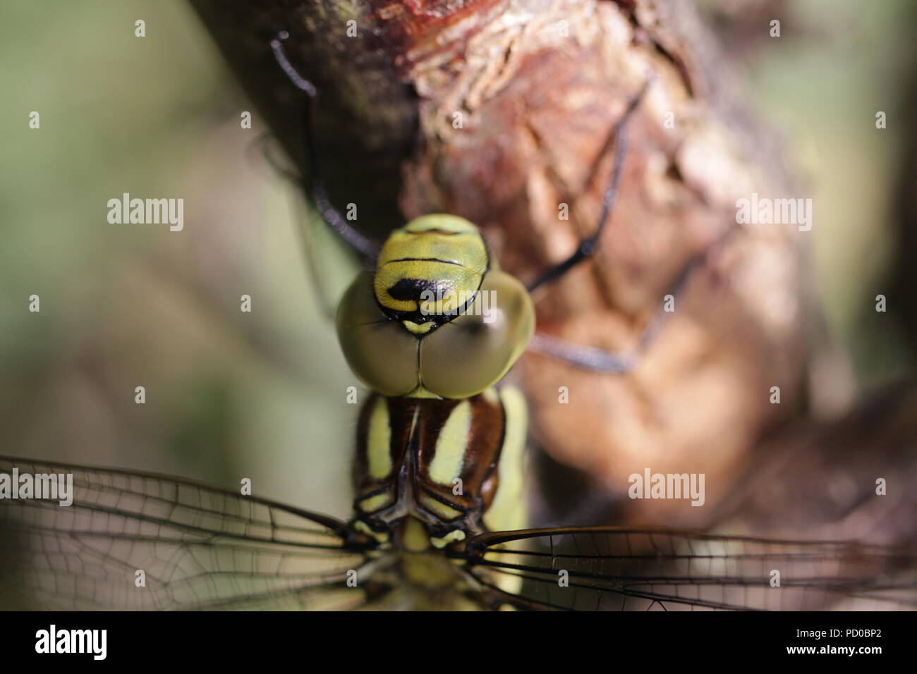 Emperor Dragonfly, Anax imperator Stock Photo