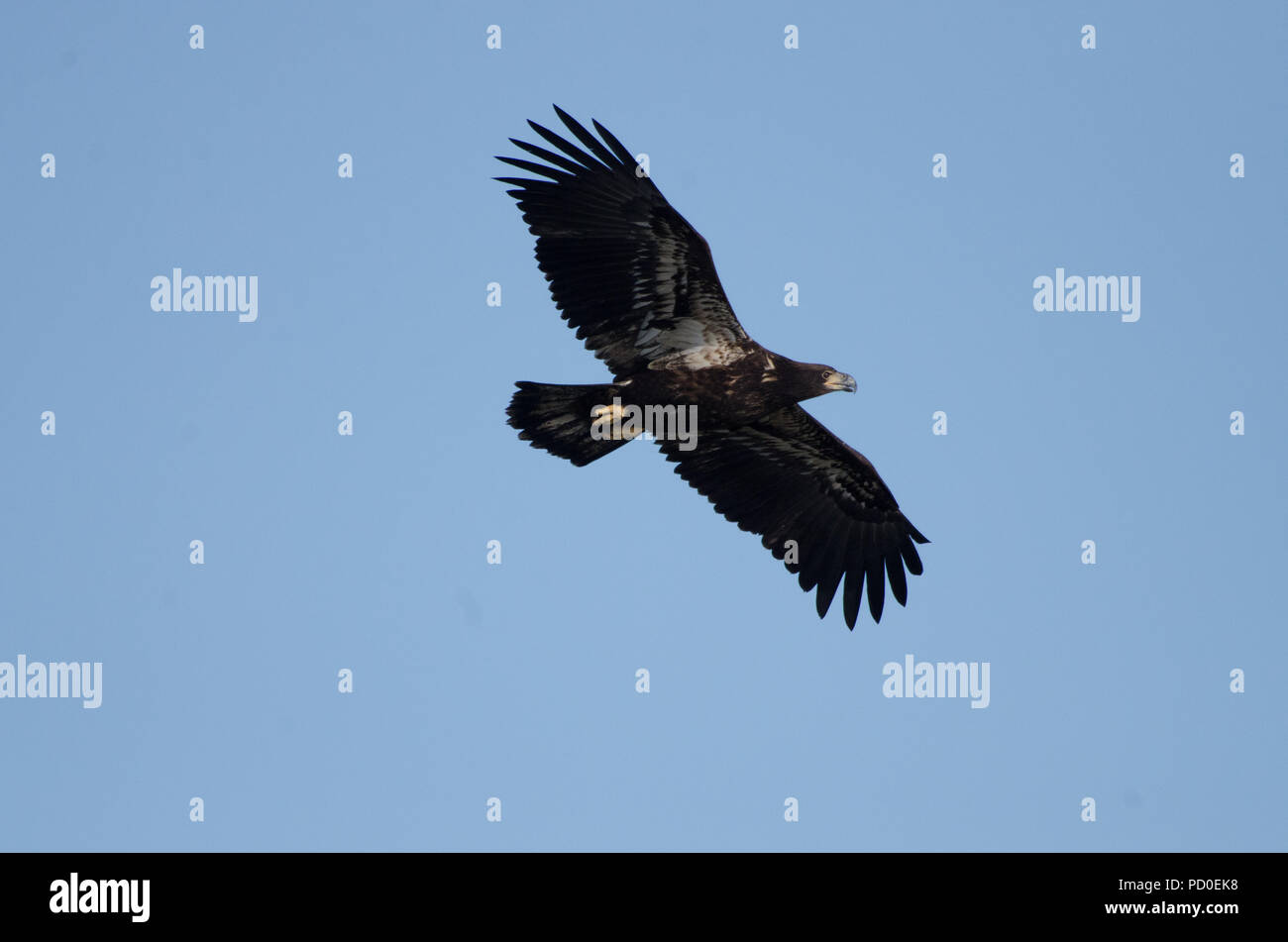 Juvenile Bald Eagle Stock Photo Alamy