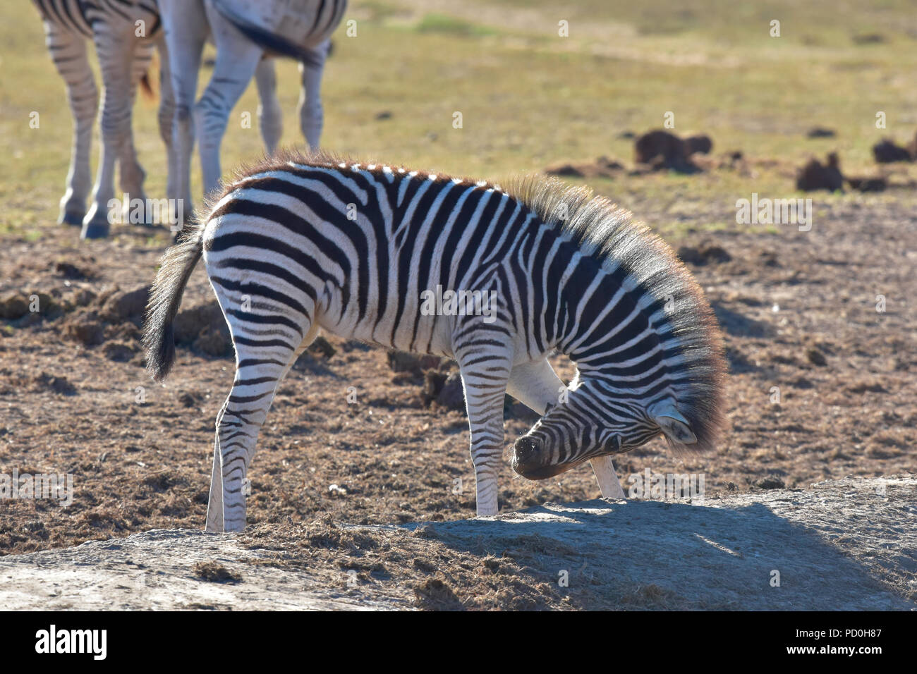 South Africa, a fantastic travel destination to experience third and first world together. Zebra foal with backlit mane, Addo Elephant park. Stock Photo