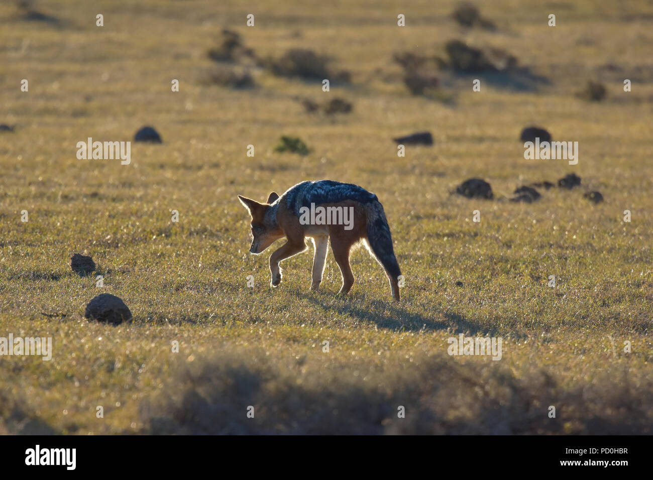 South Africa, a fantastic travel destination to experience third and first world together. Black backed jackal backlighting. Addo Elephant park. Stock Photo