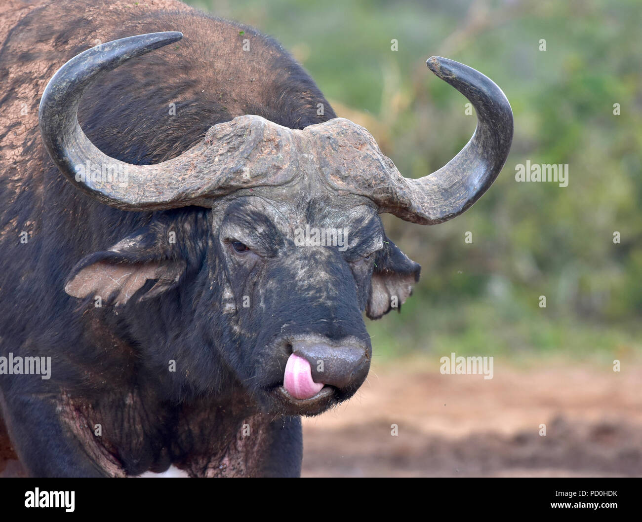 South Africa, a fantastic travel destination to experience third and first world together. Buffalo bull licking nostrils clean with its tongue. Stock Photo