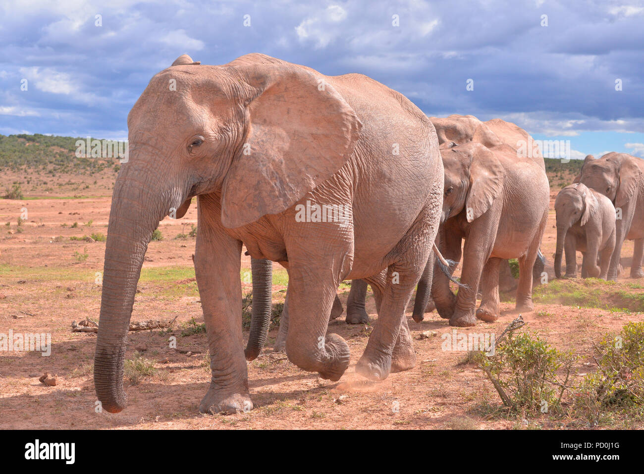 South Africa, a fantastic travel destination to experience third and first world together. Herd of elephants filing past tourists. Addo Elephant park. Stock Photo