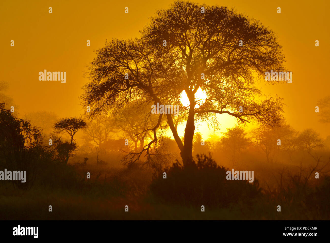 South Africa, a fantastic travel destination to experience third and first world together. Ethereal sunrise on misty morning in Kruger National Park. Stock Photo