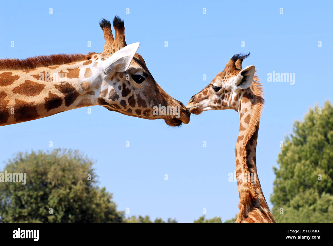 Young giraffe (Giraffa camelopardalis) kissing the muzzle of the female Stock Photo