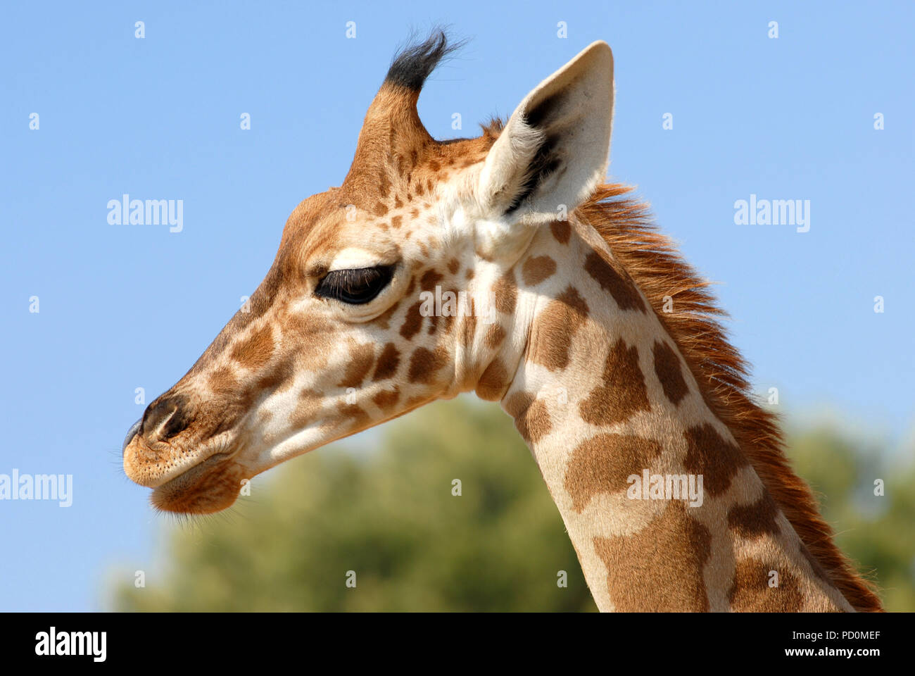 Profile portrait of giraffe (Giraffa camelopardalis) Stock Photo