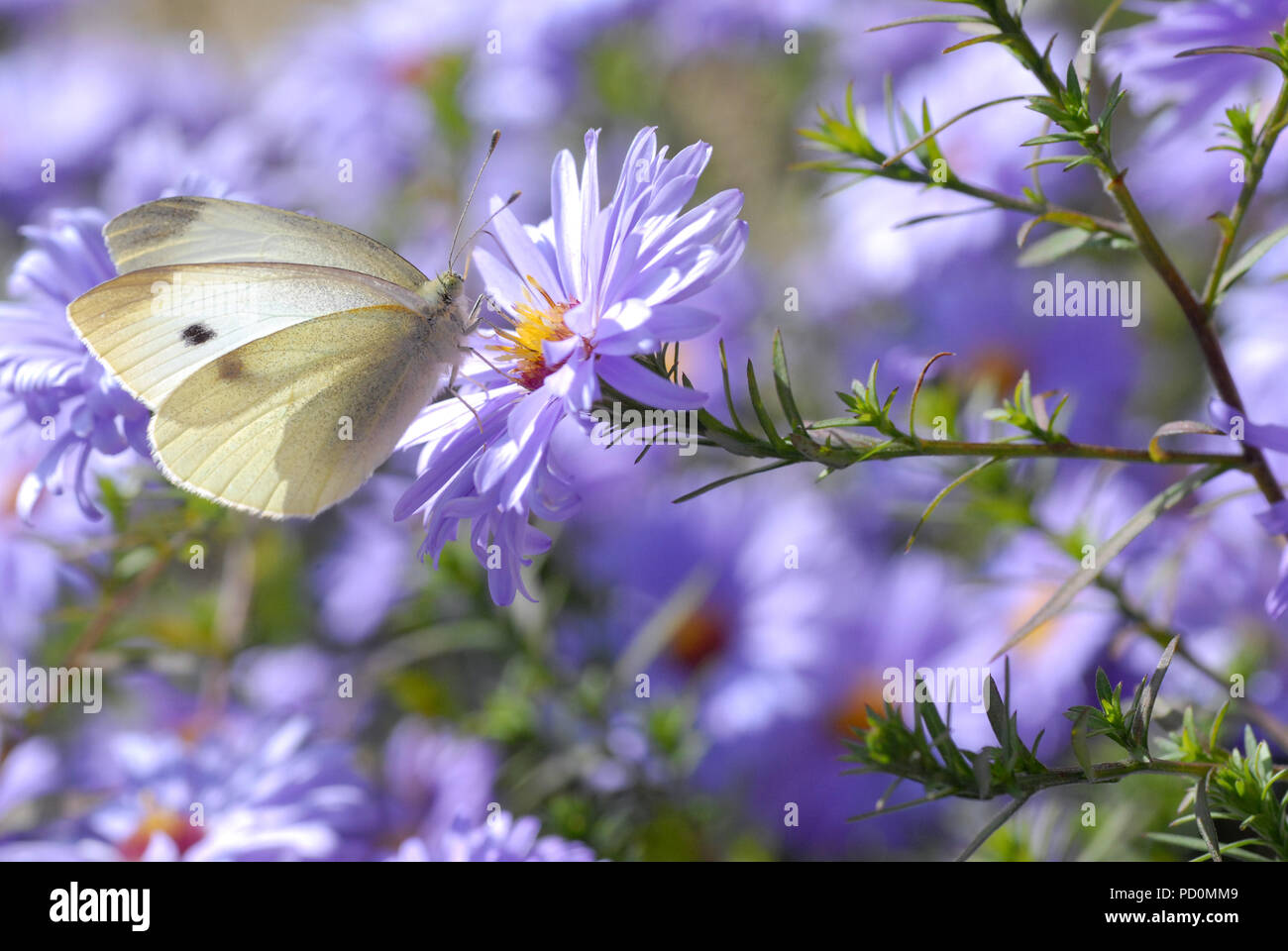 Pieridae butterfly feeding on blue aster flower Stock Photo