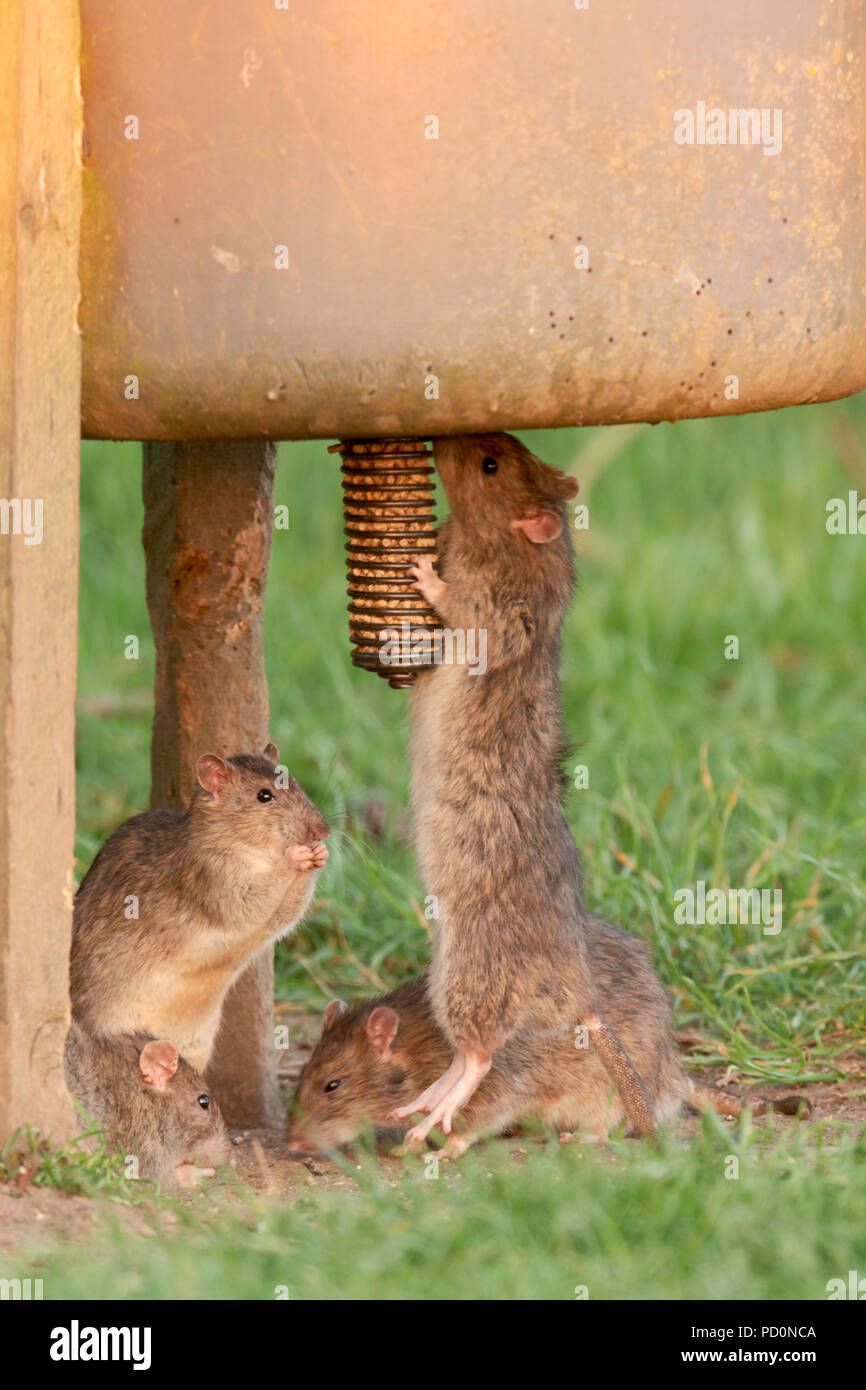 A group of Brown rats(Rattus norvegicus) gather around a game feeder on
