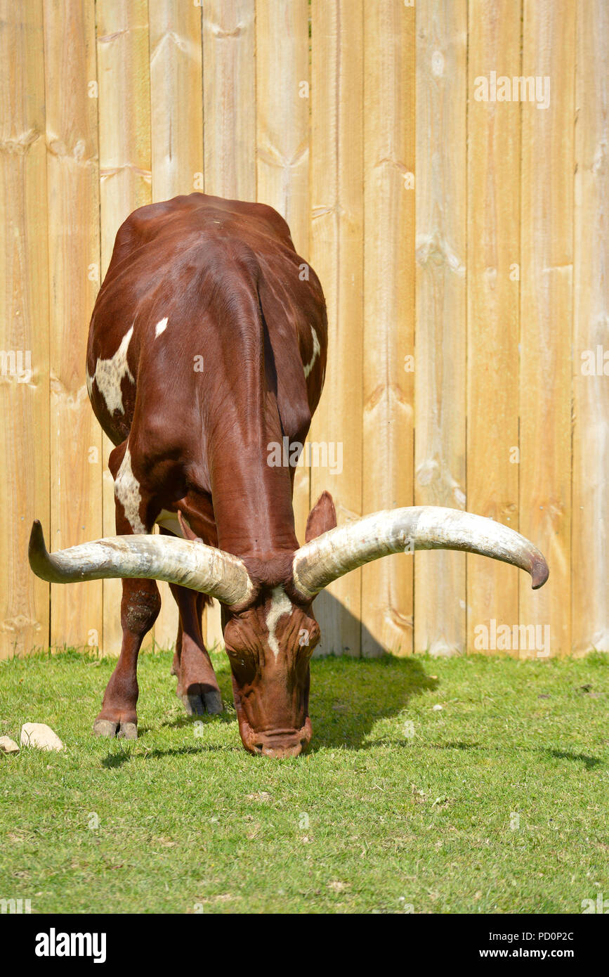 Ankole-Watusi (Bos taurus) grazing in front of a panel made of wooden slats Stock Photo