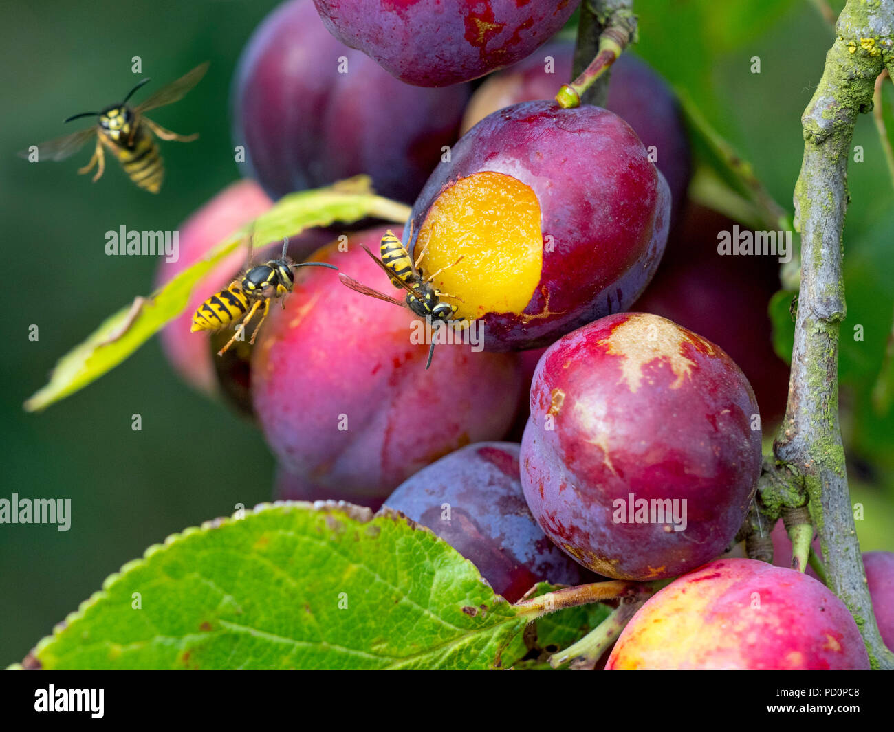 Common Wasp Vespula vulgaris feeding on ripe plums Stock Photo