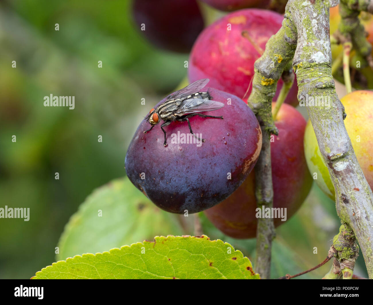 Flesh fly Sarcophaga bercaea feeding on ripe plums Stock Photo