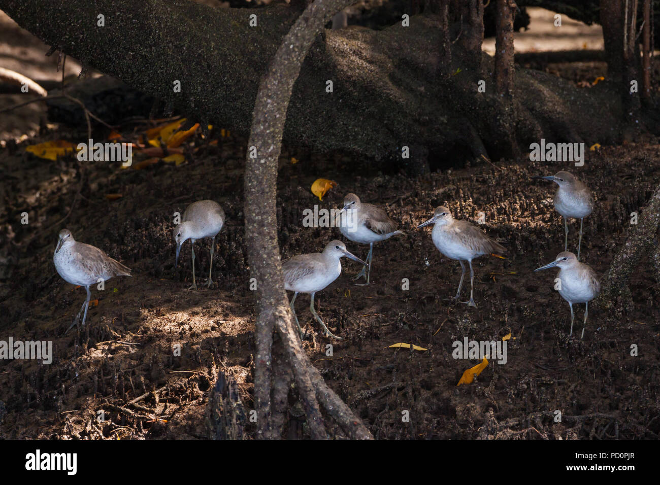 A flock of Short-billed Dowitcher, Limnodromus griseus, in the mangrove forest beside Rio Grande, Cocle province, Republic of Panama. Stock Photo