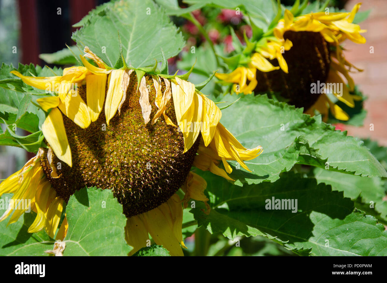 Sunflower flowers suffering in the heat and getting past their best. Stock Photo