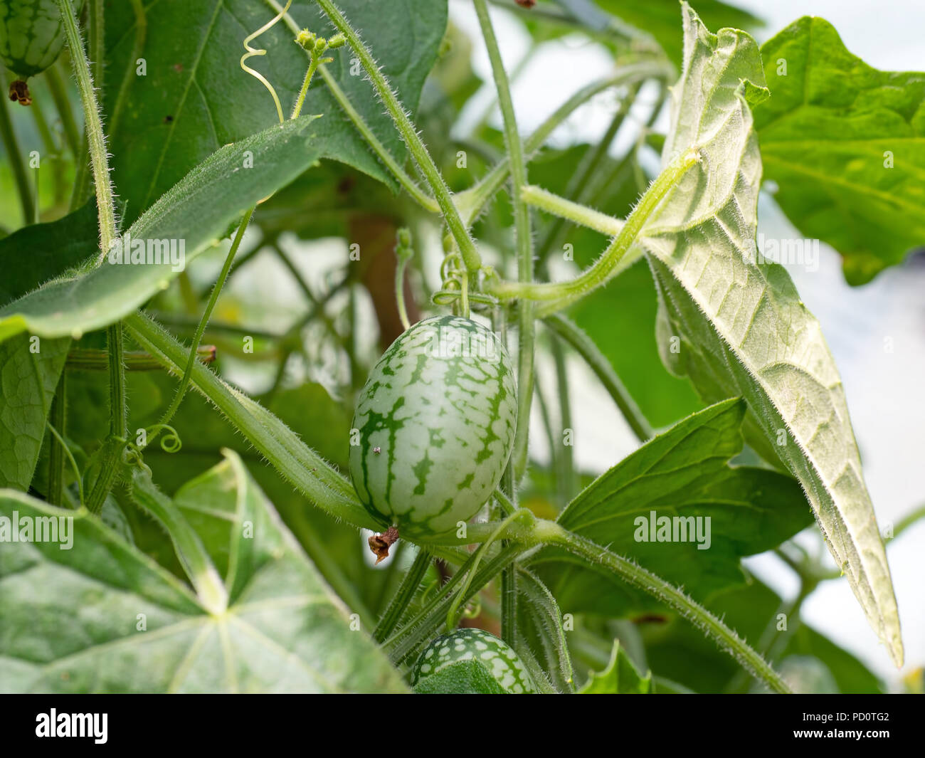 Melothria scabra aka mouse melon, cucamelon plant with fruit of tiny cucumbers that look like melons. Stock Photo