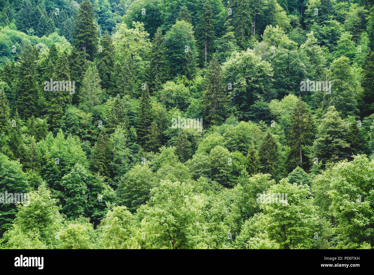 Aerial view green forest background in Rize, Turkey. Stock Photo