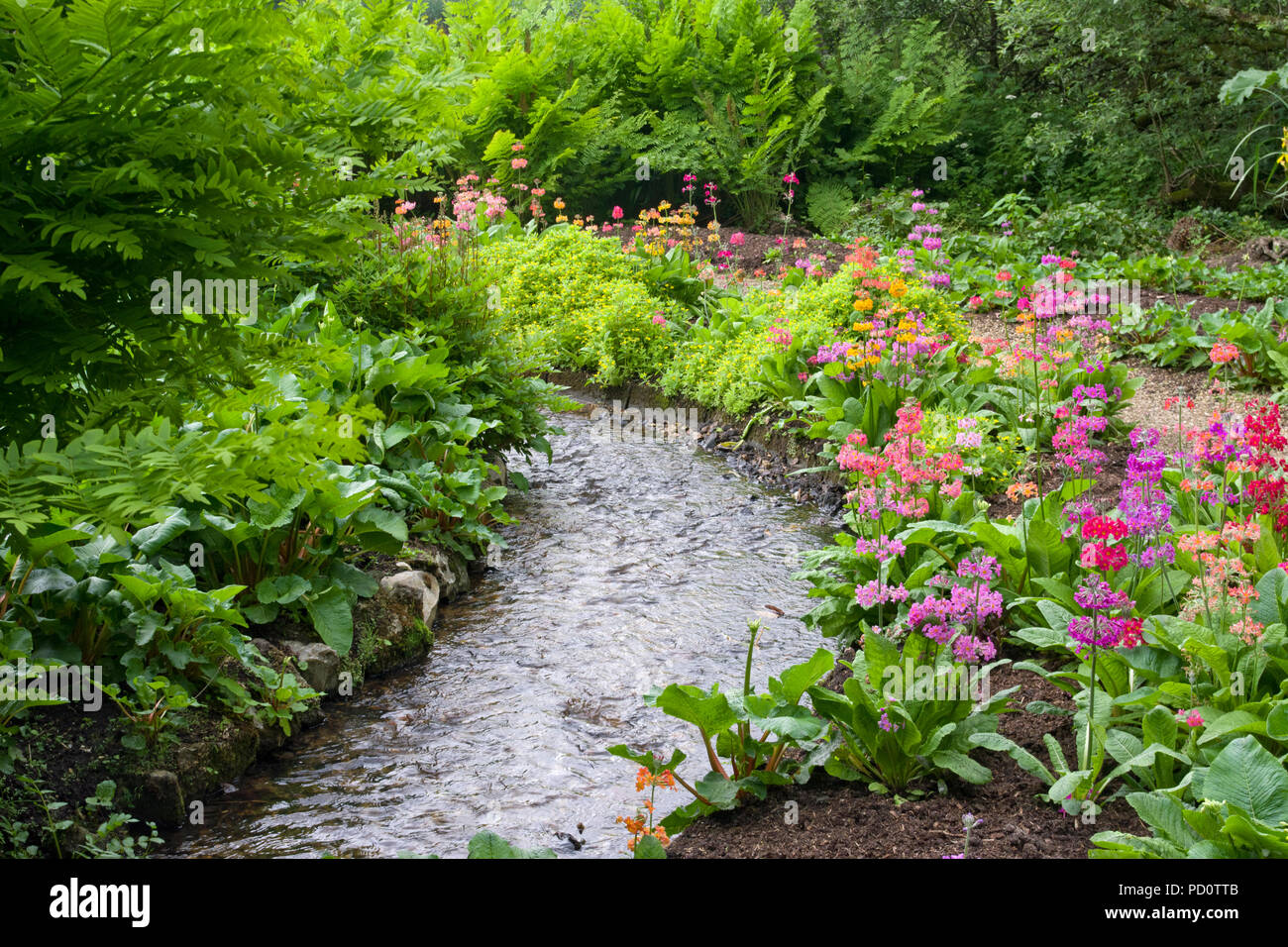 Bog garden plants hires stock photography and images Alamy