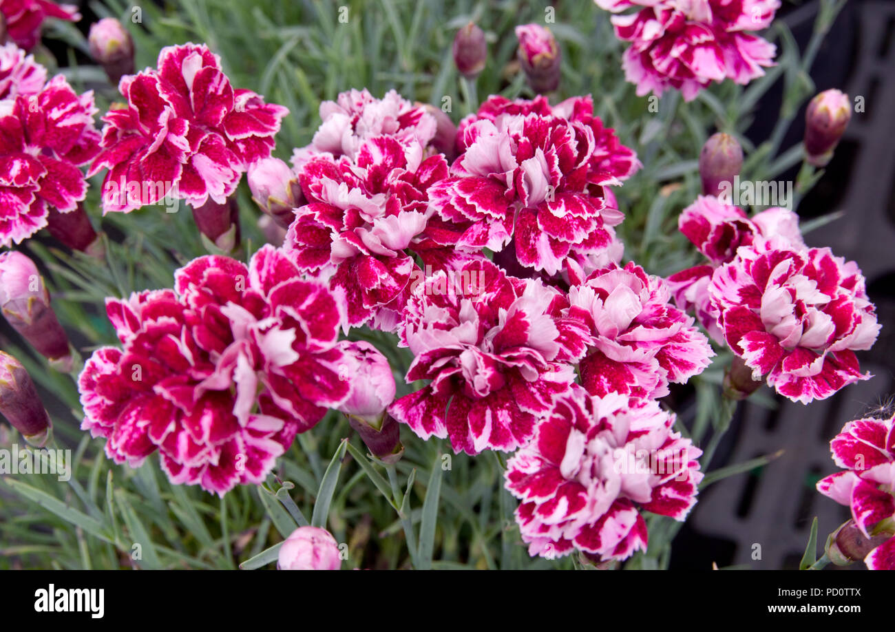 Dianthus 'Whatfield Gem' Stock Photo