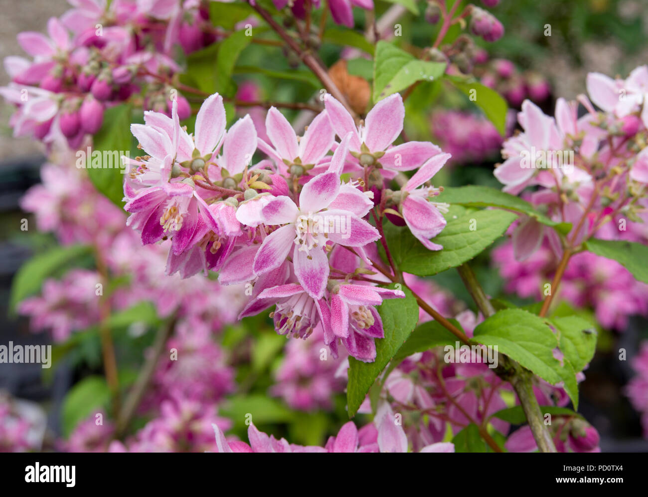 Deutzia × hybrida 'Strawberry Fields' Stock Photo