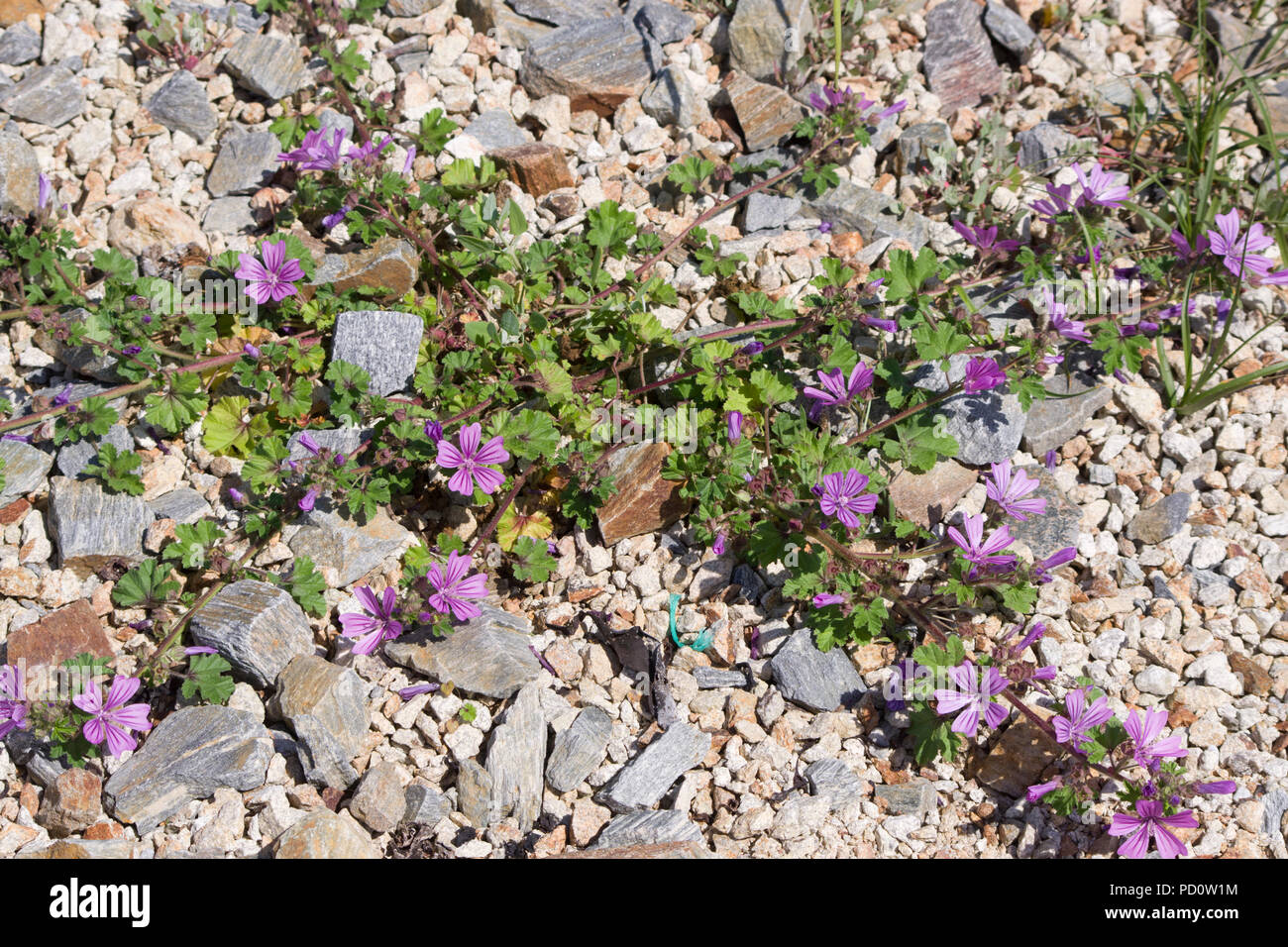 Dwarf Mallow Malva neglecta Stock Photo