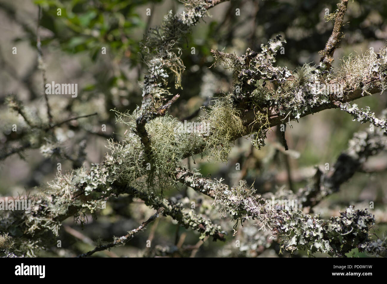 Lichens on trees in the Marais de Fouesnant Brittany Stock Photo