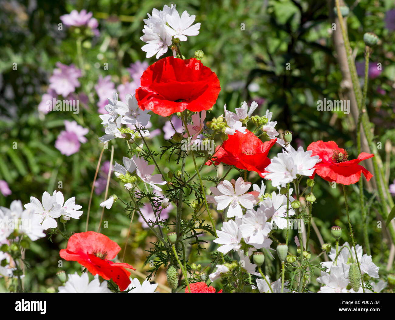 Malva moschata alba, Musk Mallow - White Perfection and Red Oriental Poppies Stock Photo