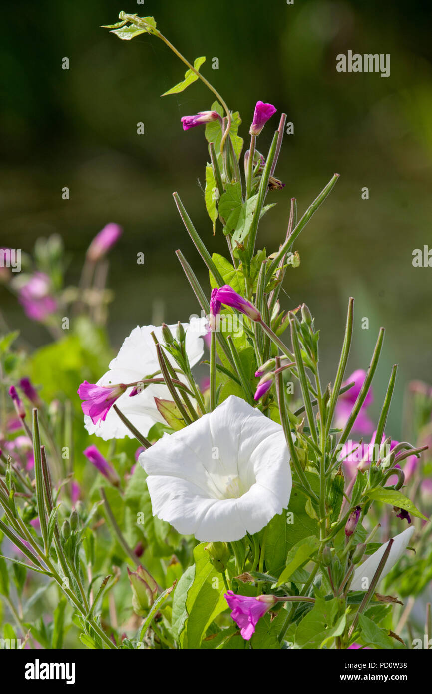 Hedge Bindweed and Great Willowherb Stock Photo
