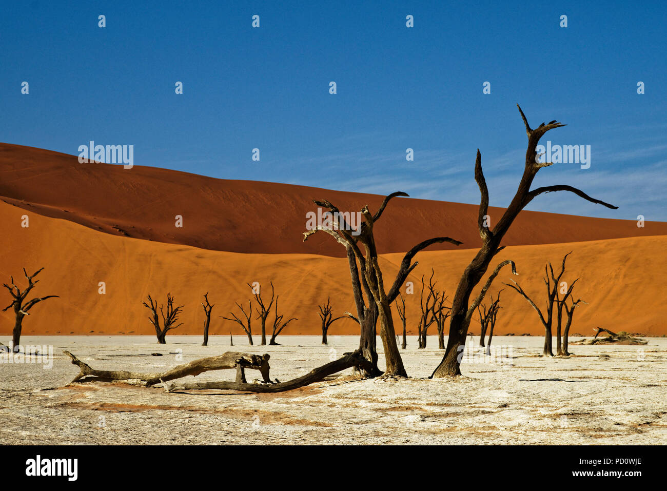 Deadvlei Namibia surreal landscape of dead trees Stock Photo