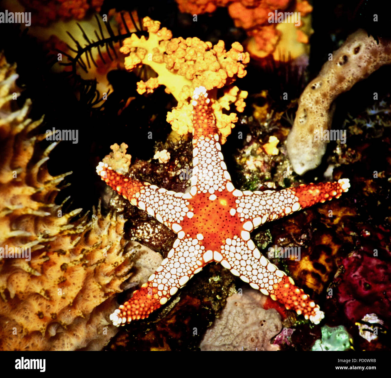 A pearl sea star (Fromia monilis: 18cms.) showing its characteristic red central area and many distinct plates on the five arms. Sea stars can grow a new arm if one is eaten by a predator. Four-armed individuals can be seen occasionally which have suffered this fate and are in the process of regenerating the missing fifth. The animal lives on coral reefs or other rocky places where it feeds on sponges and small invertebrates - its mouth being on the underside of the central red area. It moves on the substrate by means of hundreds of hydraulically-controlled tube feet. Tulamben, Bali, Indonesia Stock Photo