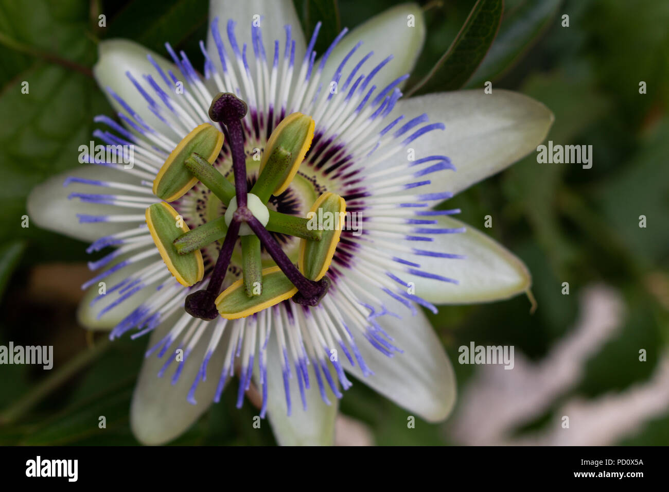 Zadar, Croatia July 23, 2018 A flower of the Passiflora incarnata