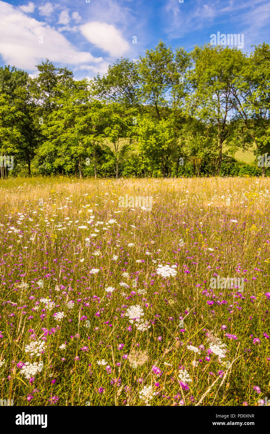 Meadow of wild Umbellifer plants, FRance. Stock Photo